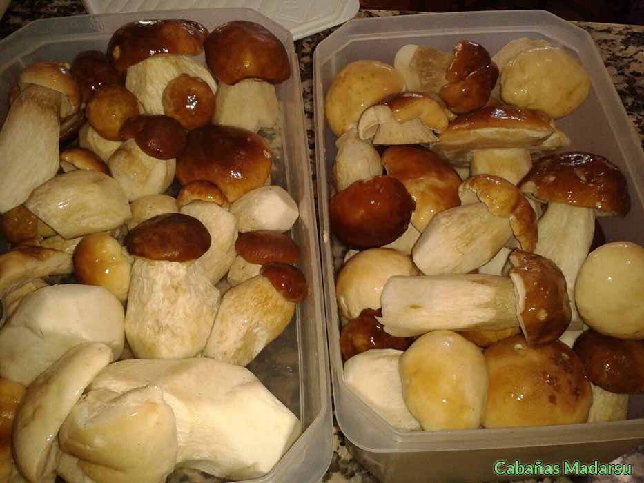 Micoturismo en Sanabria