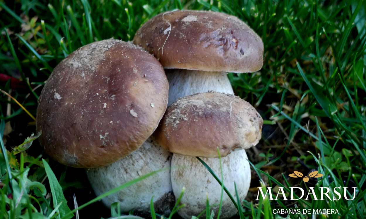 Micoturismo en Sanabria